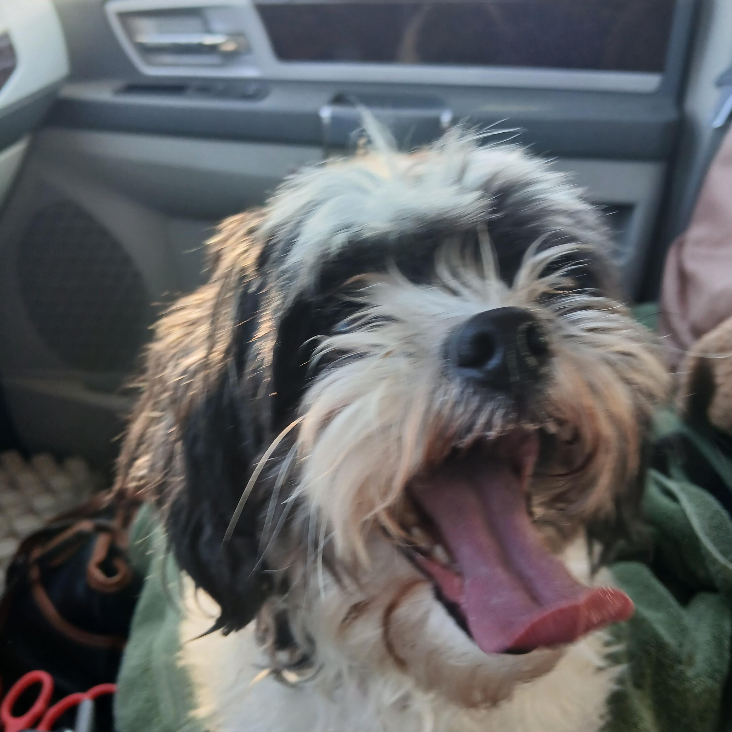 Meredith, Adoptable, Adult Female Shih Tzu.
