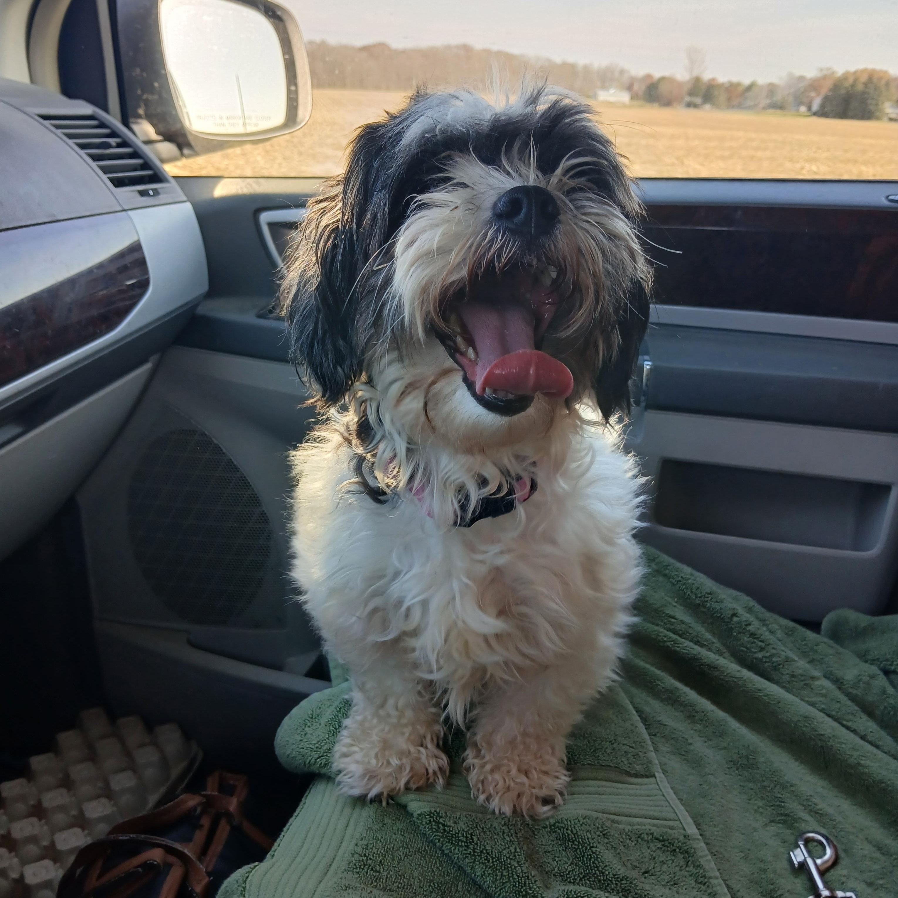 Meredith, a Adoptable Shih Tzu in Carey, OH image 2/2
