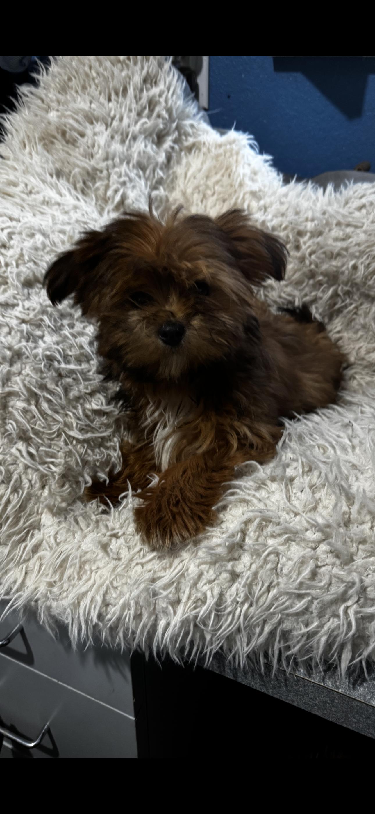 Muffin, adopted, Puppy Female Yorkshire Terrier & Shih Tzu.