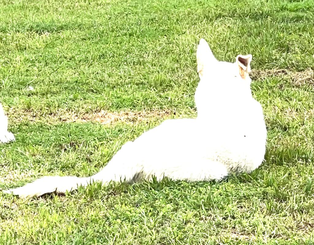 Trip, Adoptable, Adult Male Great Pyrenees & Shepherd.