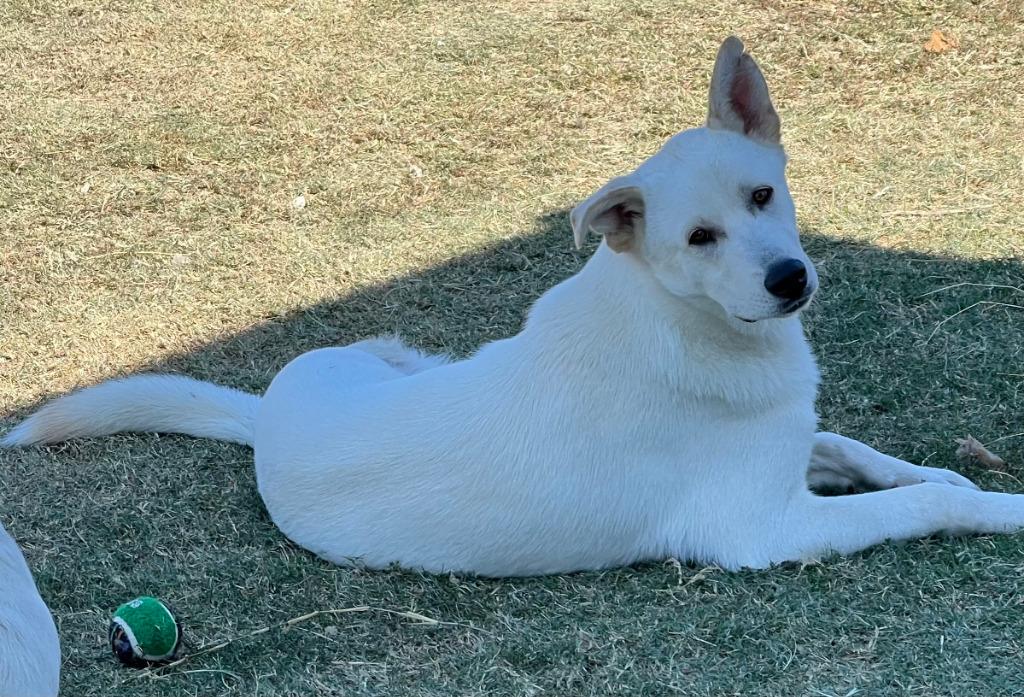 Enlarge Trip, a Adoptable mixed breed in Farmersville, TX image 3/5