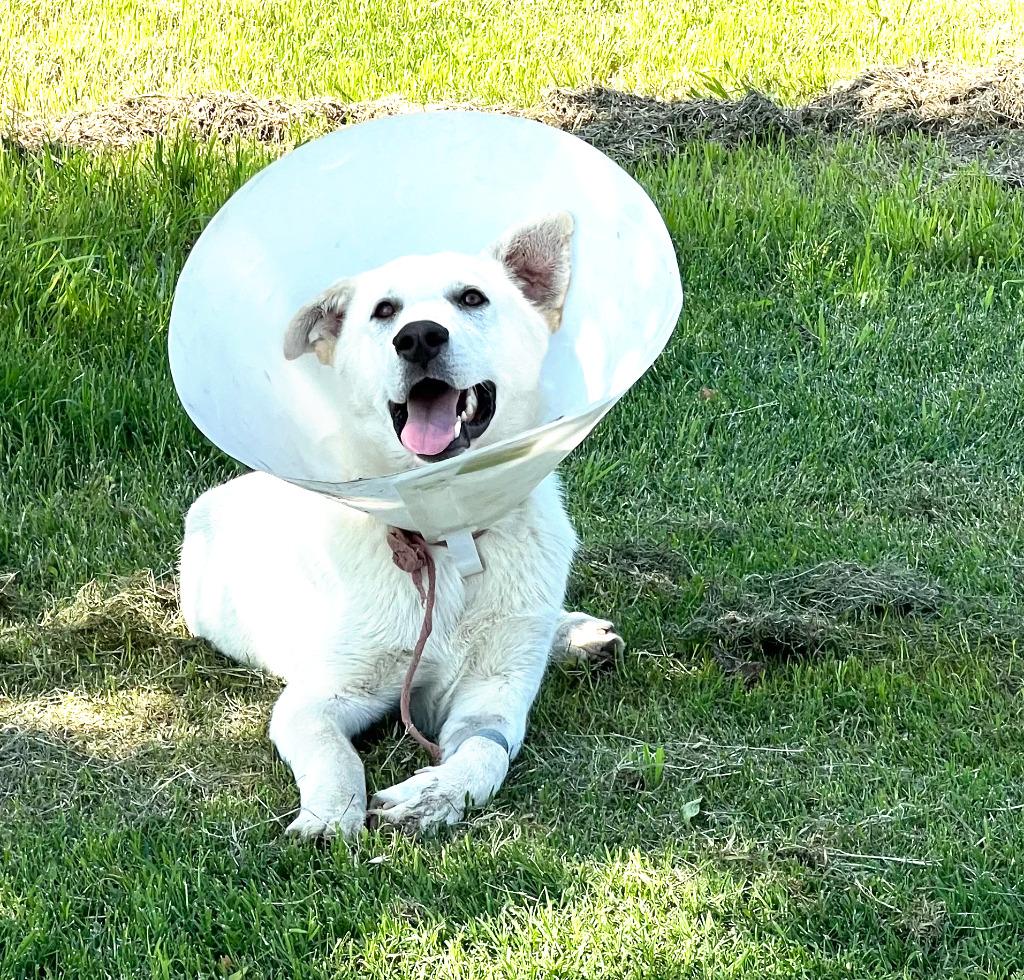 Enlarge Trip, a Adoptable mixed breed in Farmersville, TX image 4/5