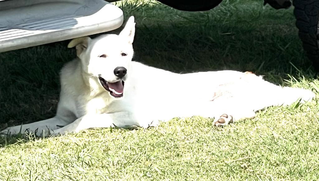 Enlarge Trip, a Adoptable mixed breed in Farmersville, TX image 5/5