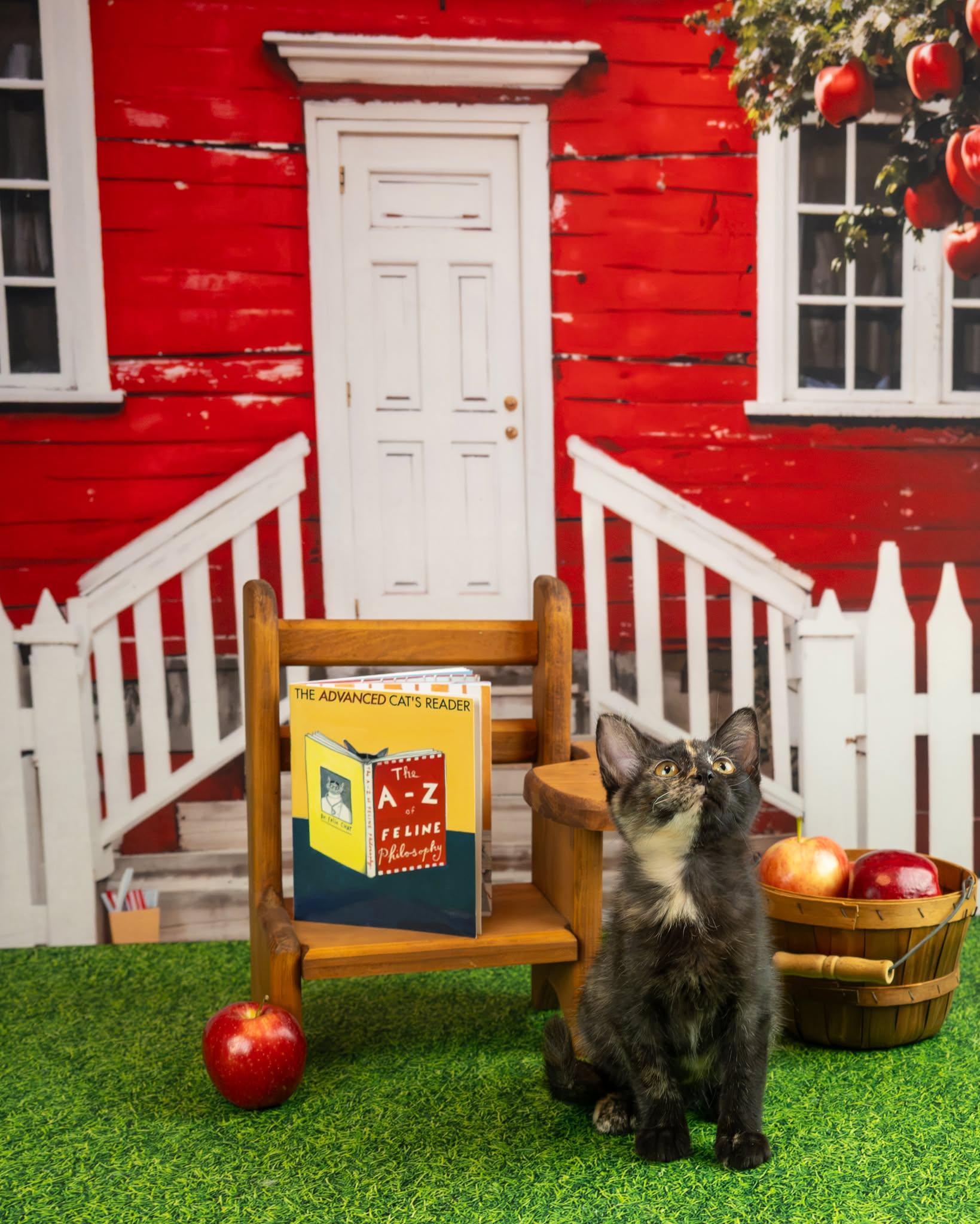 Enlarge Jypsy, a Adopted Domestic Short Hair in Lapeer, MI image 2/5