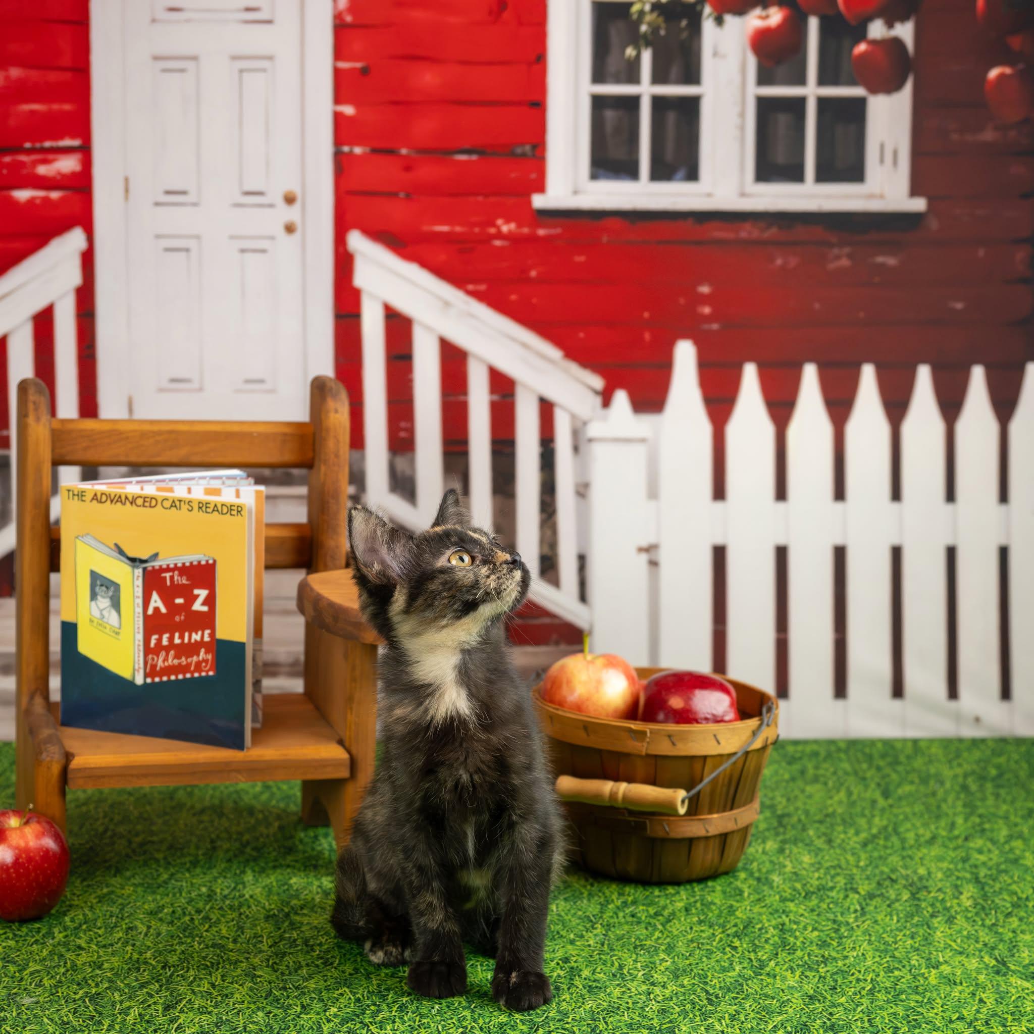 Enlarge Jypsy, a Adopted Domestic Short Hair in Lapeer, MI image 5/5