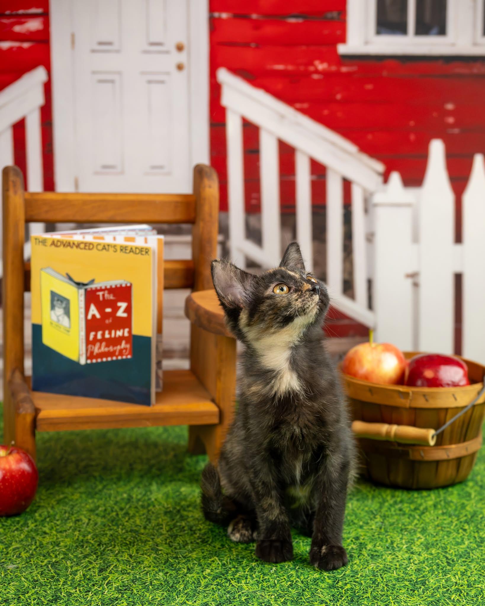 Enlarge Jypsy, a Adopted Domestic Short Hair in Lapeer, MI image 4/5
