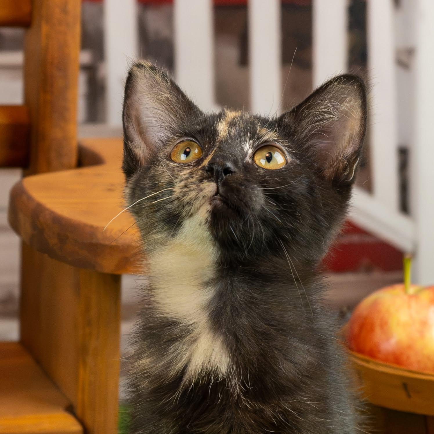 Enlarge Jypsy, a Adopted Domestic Short Hair in Lapeer, MI image 1/5