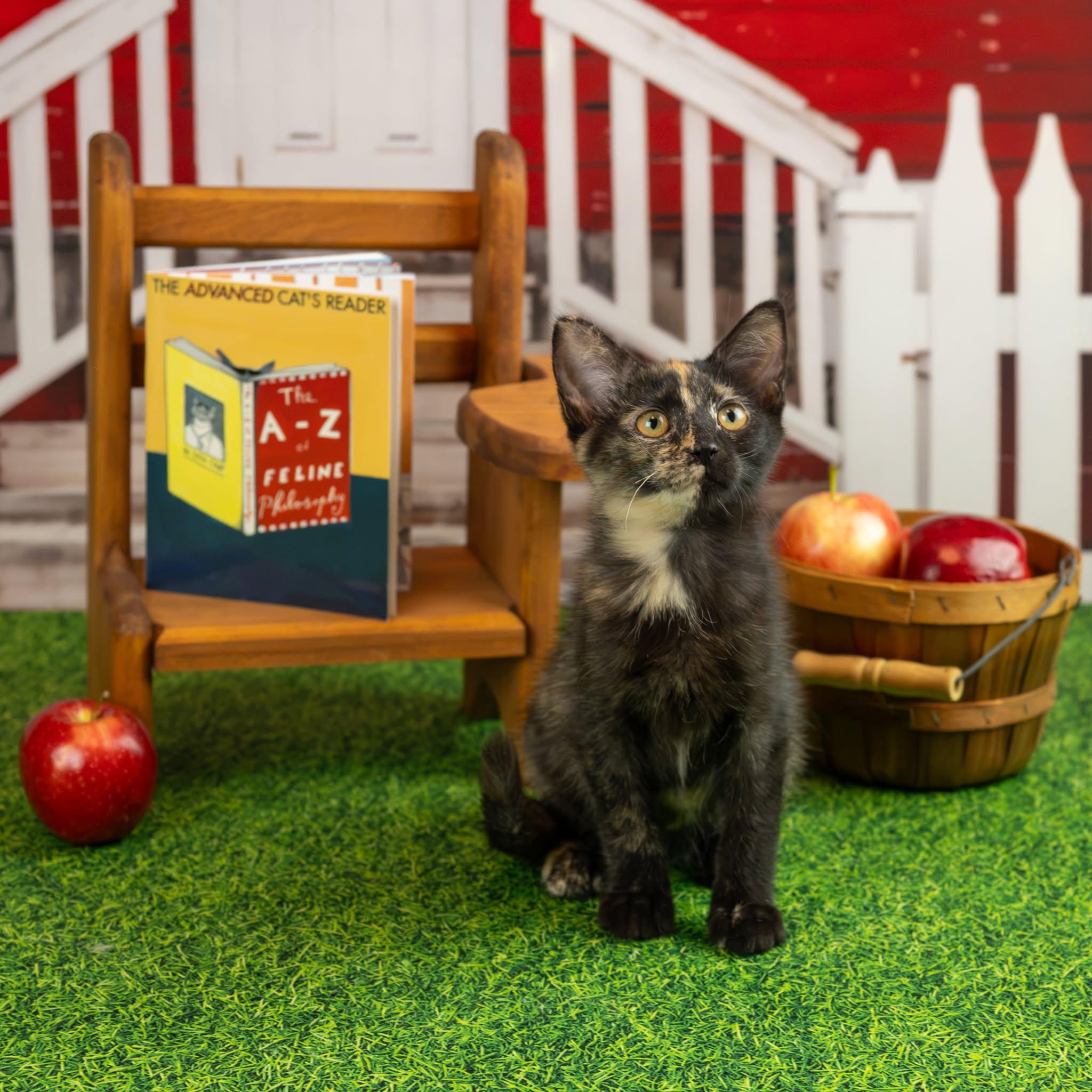 Enlarge Jypsy, a Adopted Domestic Short Hair in Lapeer, MI image 3/5