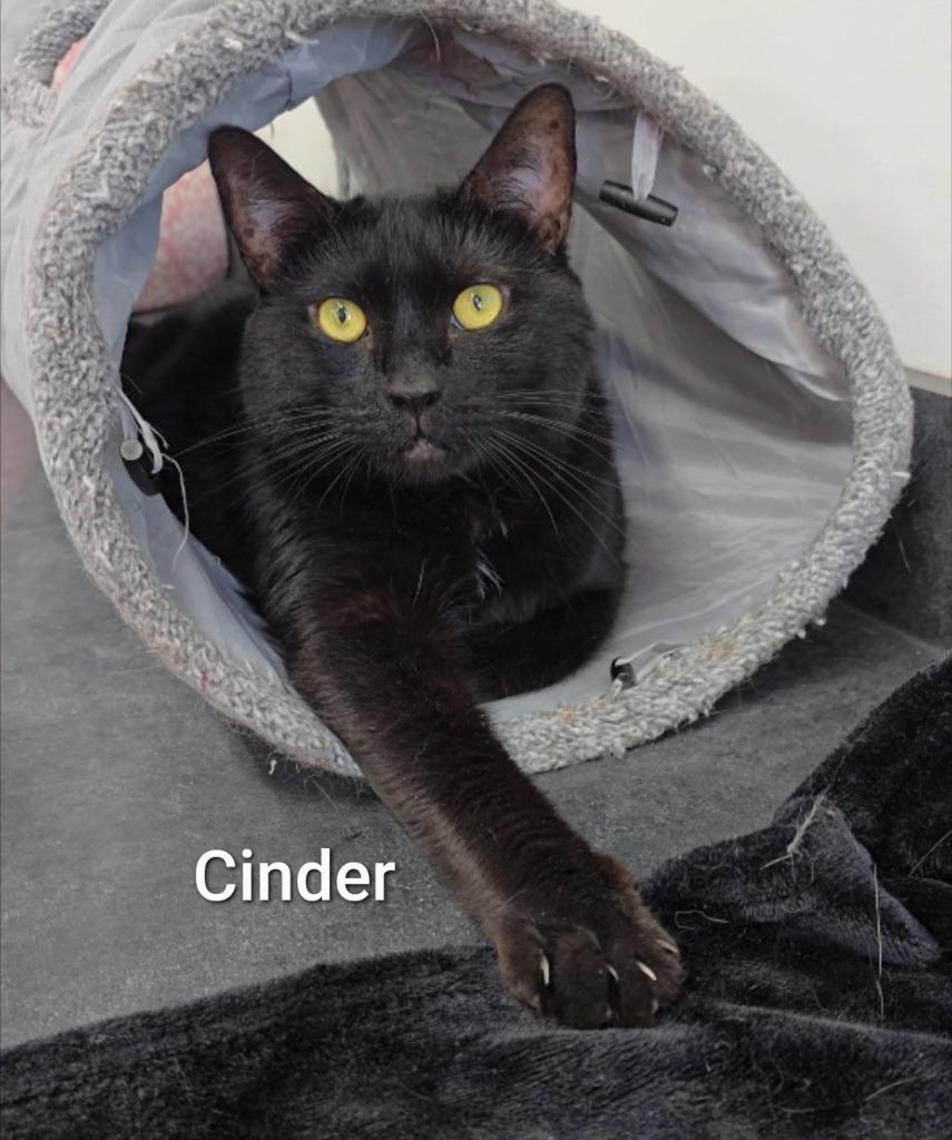 Cinder (fka Obsidian), Adoptable, Adult Male Domestic Short Hair.
