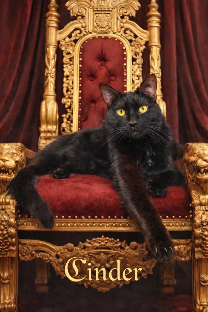 Cinder (fka Obsidian), a Adoptable mixed breed in Leonardtown, MD image 2/3