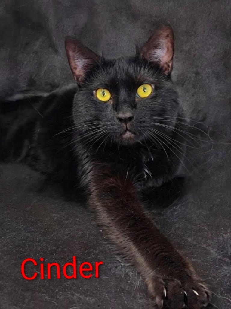Cinder (fka Obsidian), Adoptable, Adult Male Domestic Short Hair.