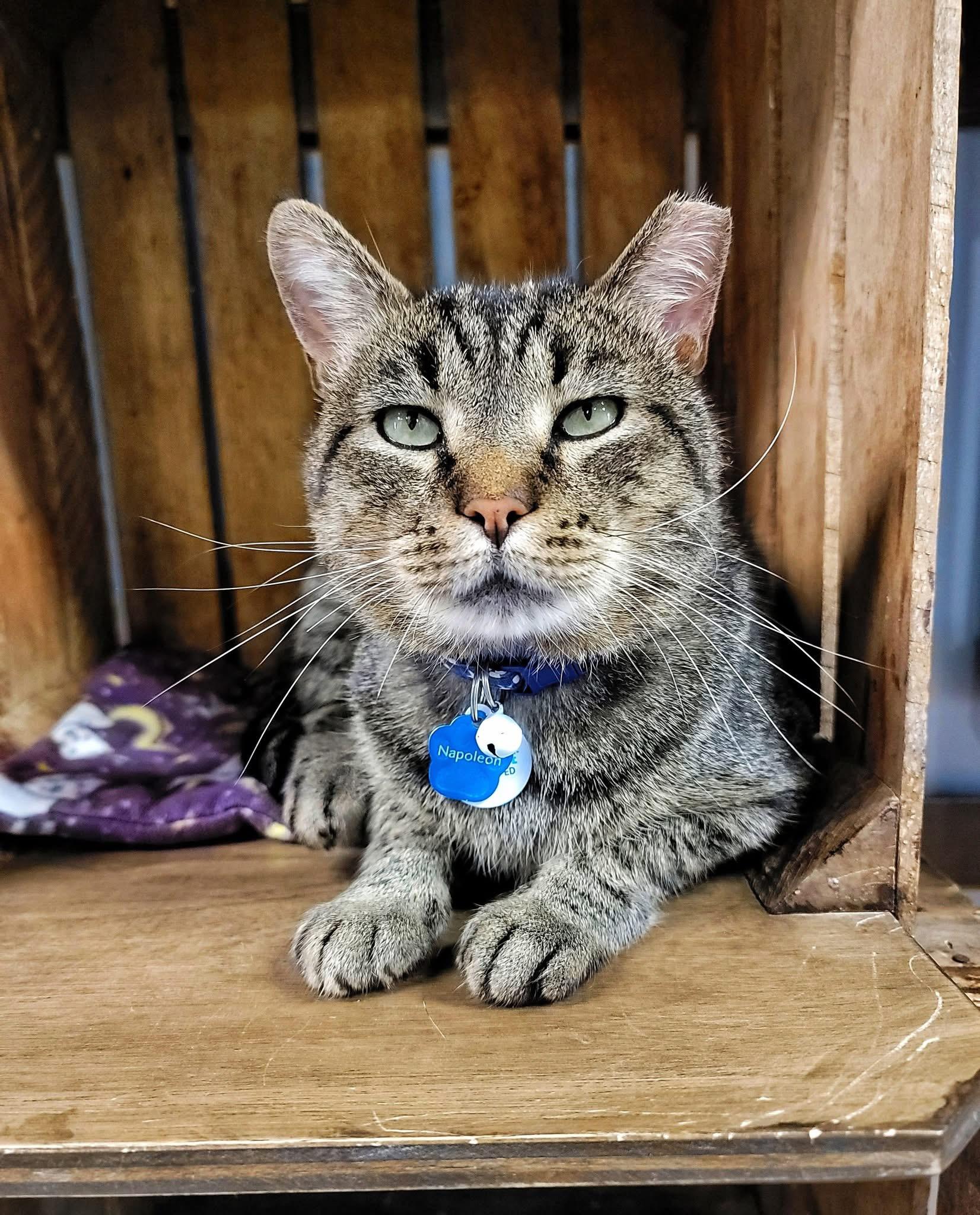 NAPOLEON, adoptable, Adult Male Domestic Short Hair.