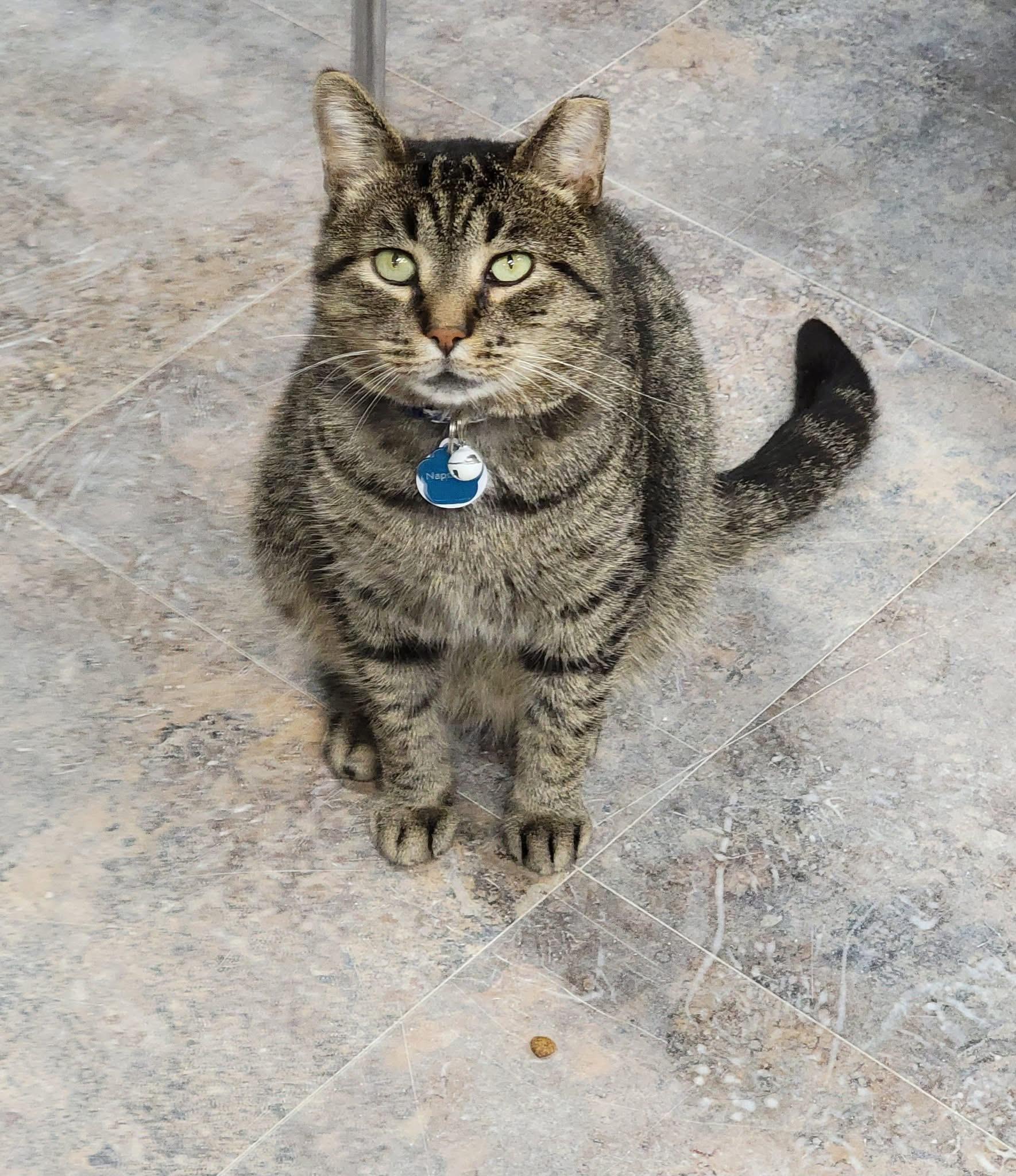 Enlarge NAPOLEON, an adoptable Domestic Short Hair in Grand Rapids, MI image 2/5