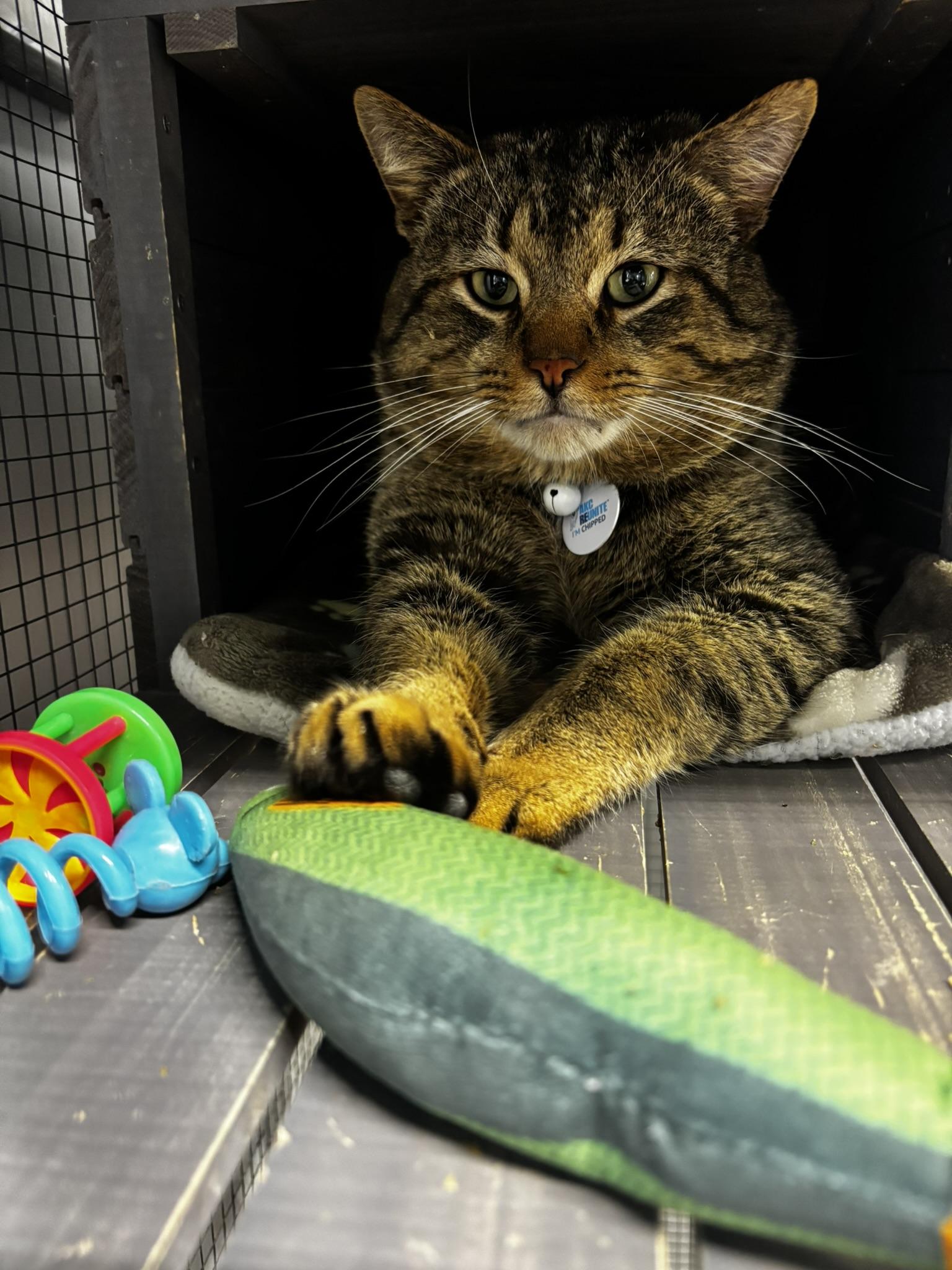 Enlarge NAPOLEON, a Adoptable Domestic Short Hair in Grand Rapids, MI image 2/3