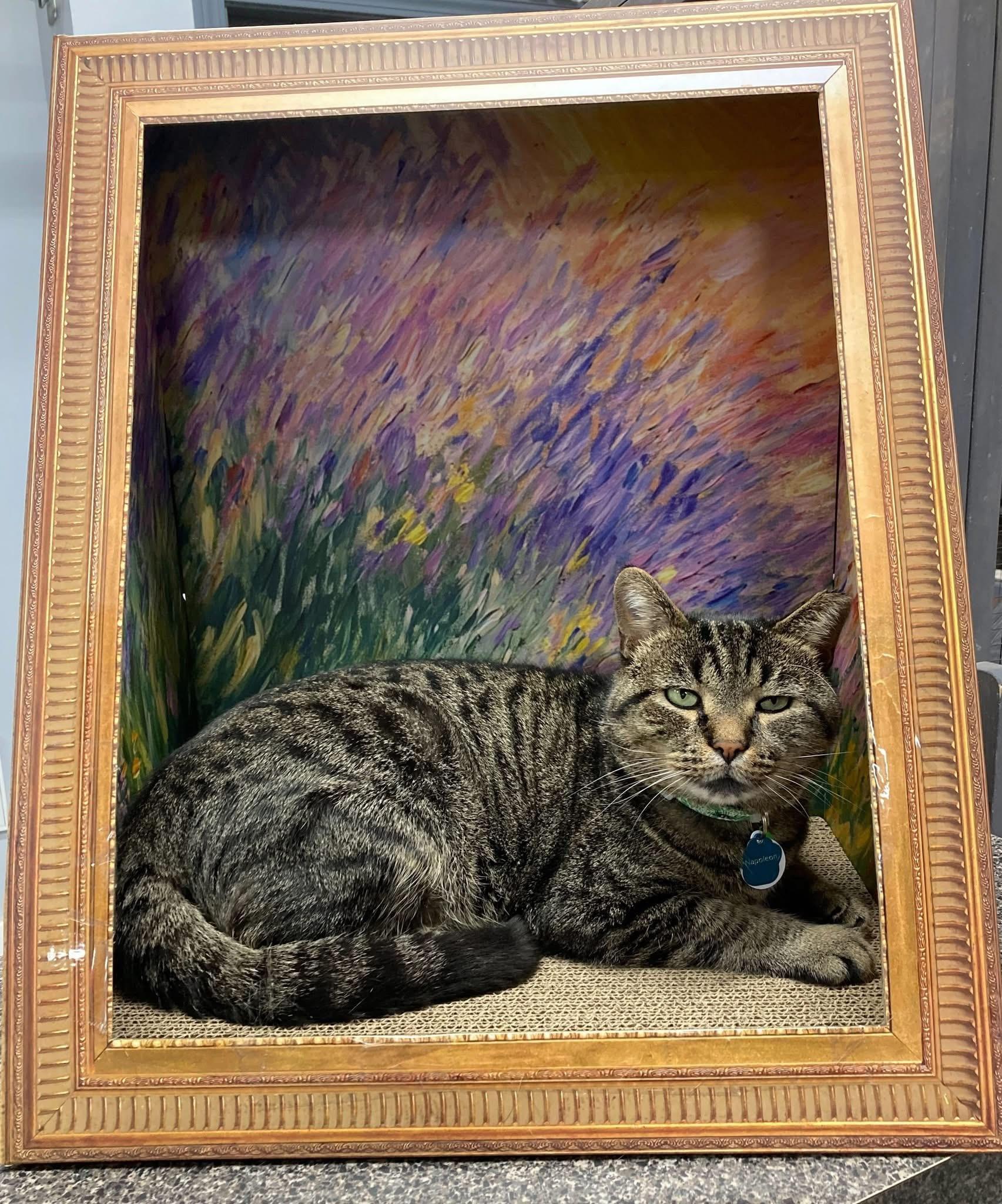 Enlarge NAPOLEON, an adoptable Domestic Short Hair in Grand Rapids, MI image 4/5