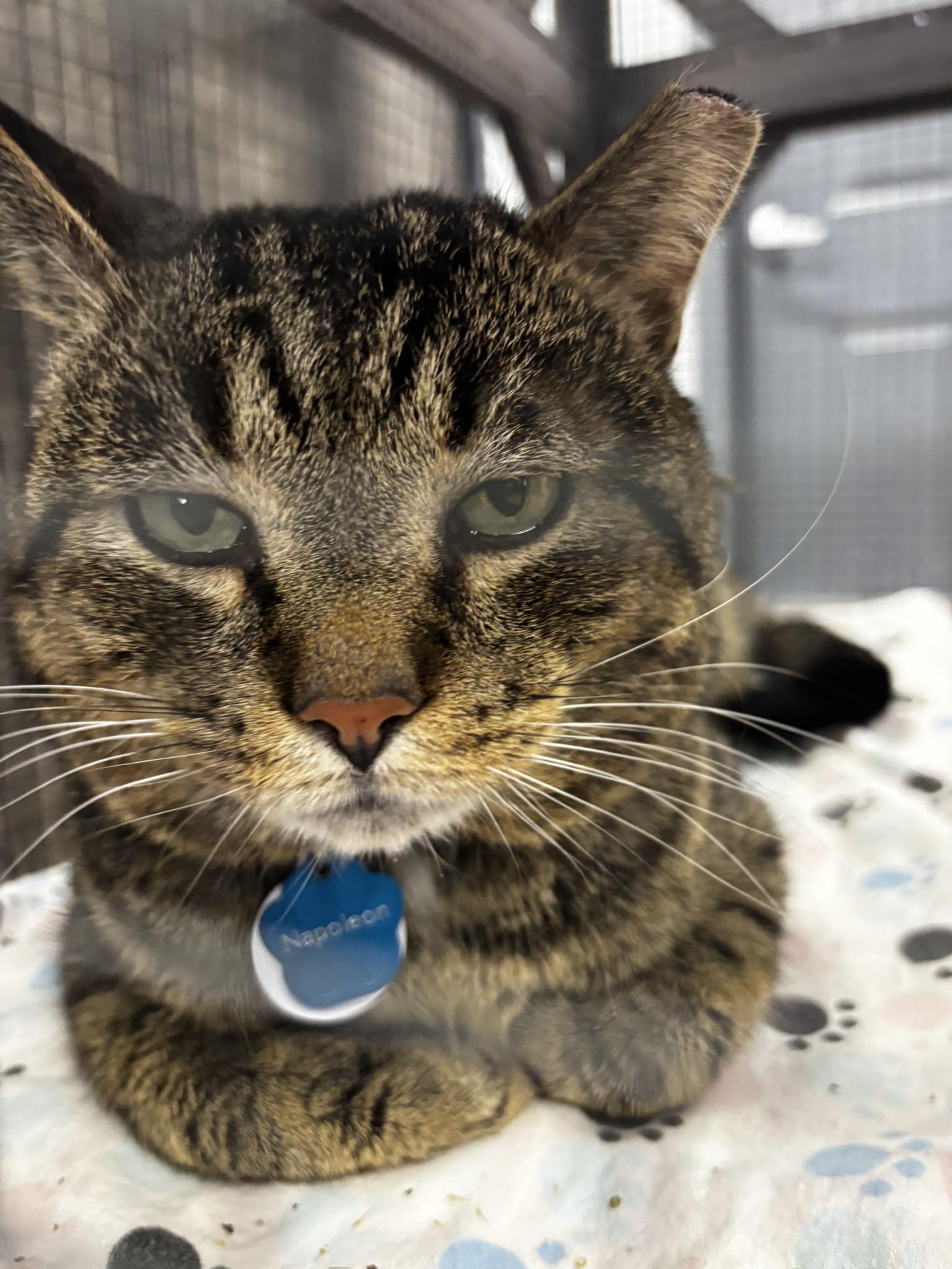 Enlarge NAPOLEON, a Adoptable Domestic Short Hair in Grand Rapids, MI image 3/3