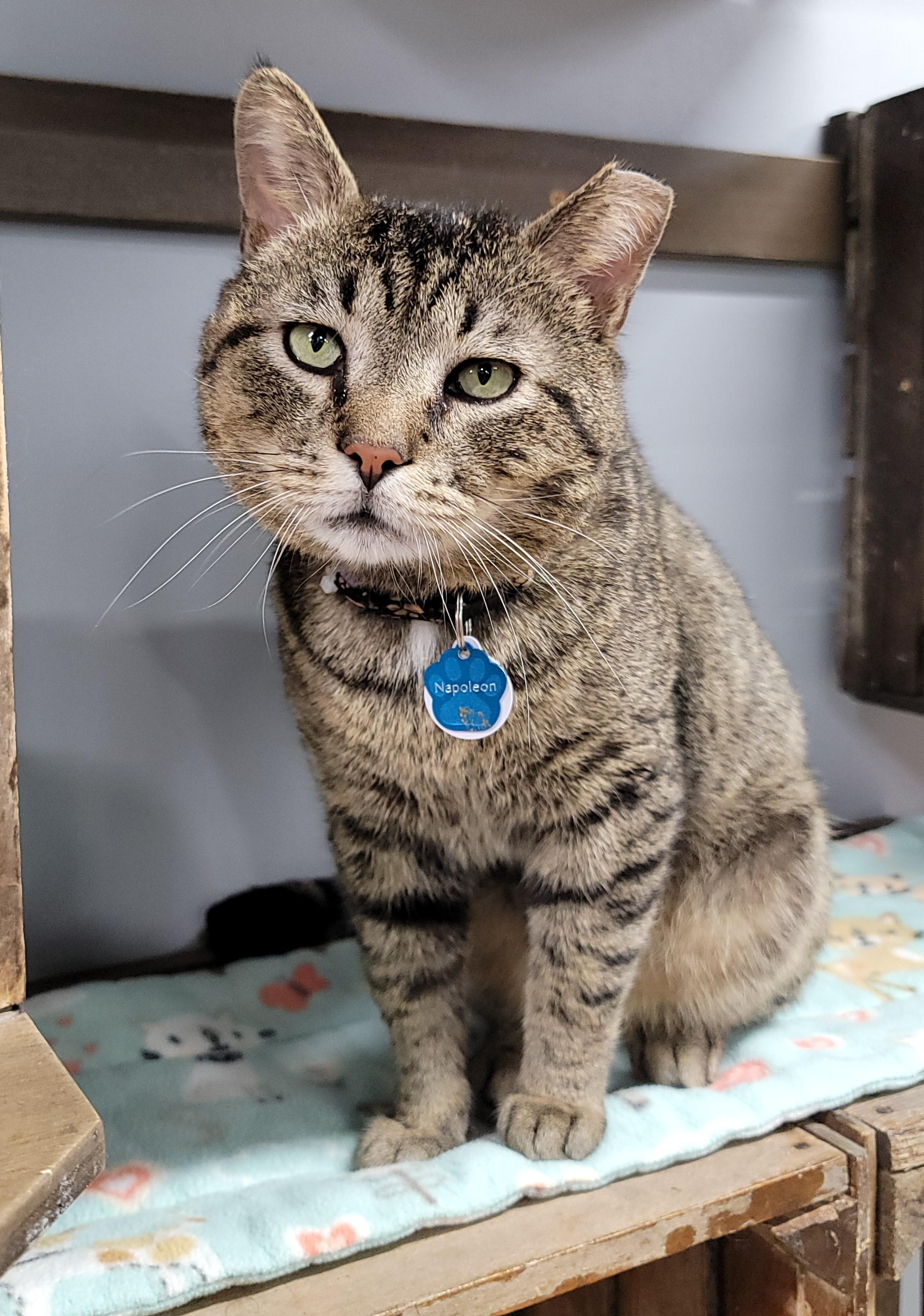 NAPOLEON, Adoptable, Adult Male Domestic Short Hair.