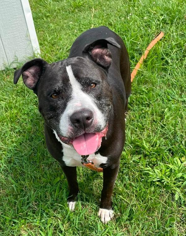 Drago, Adoptable, Senior Male Pit Bull Terrier.