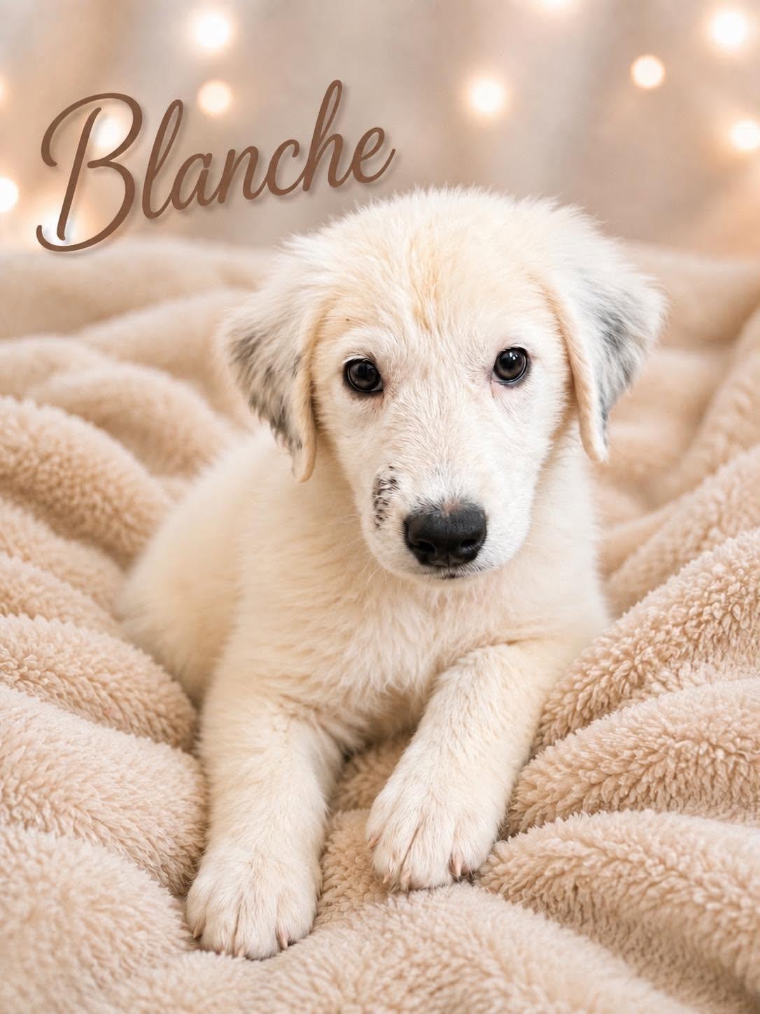 Blanche - I am deaf, Adoptable, Puppy Female Great Pyrenees & Labrador Retriever.