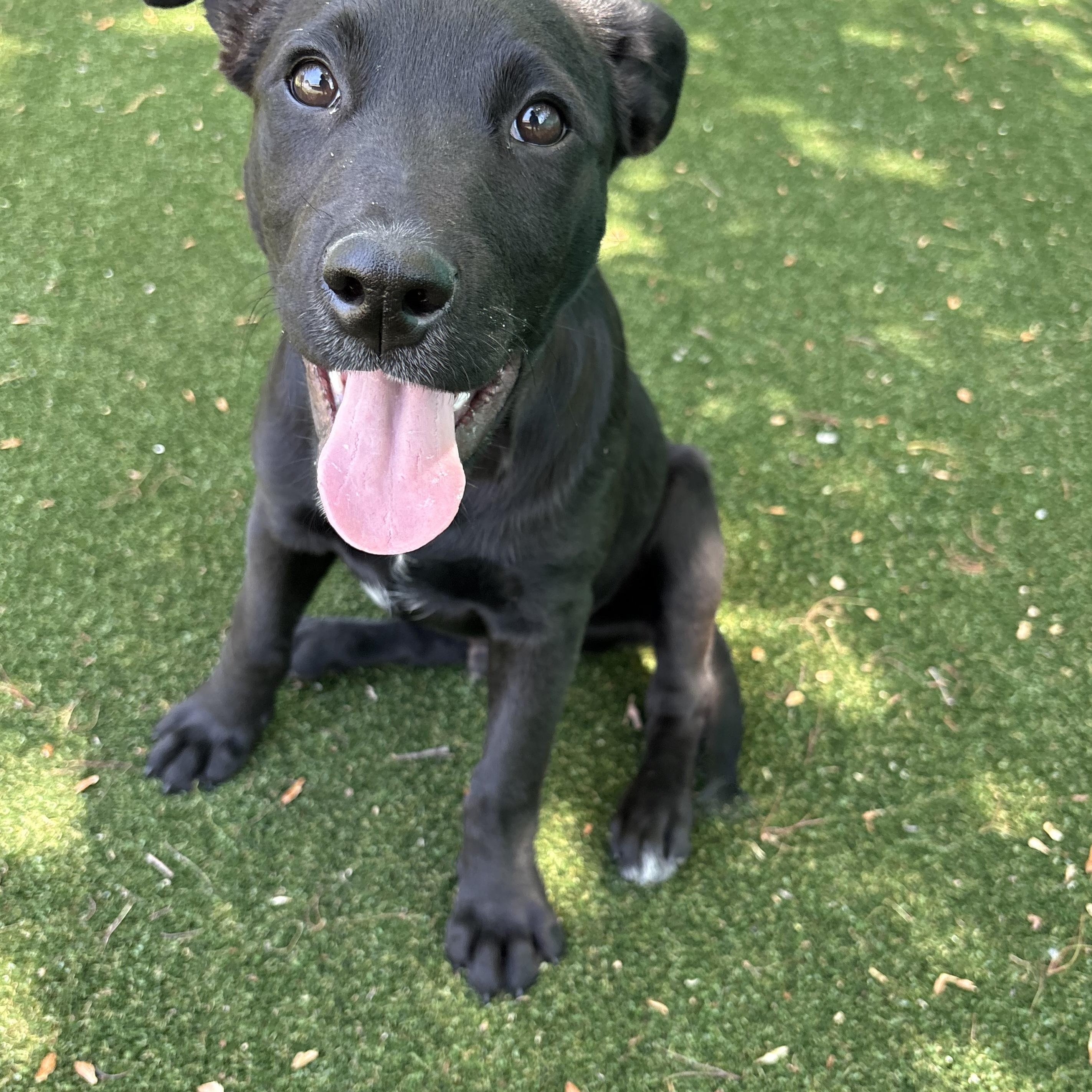 Enlarge Buster, a ADOPTABLE mixed breed in Gallatin, TN image 4/5