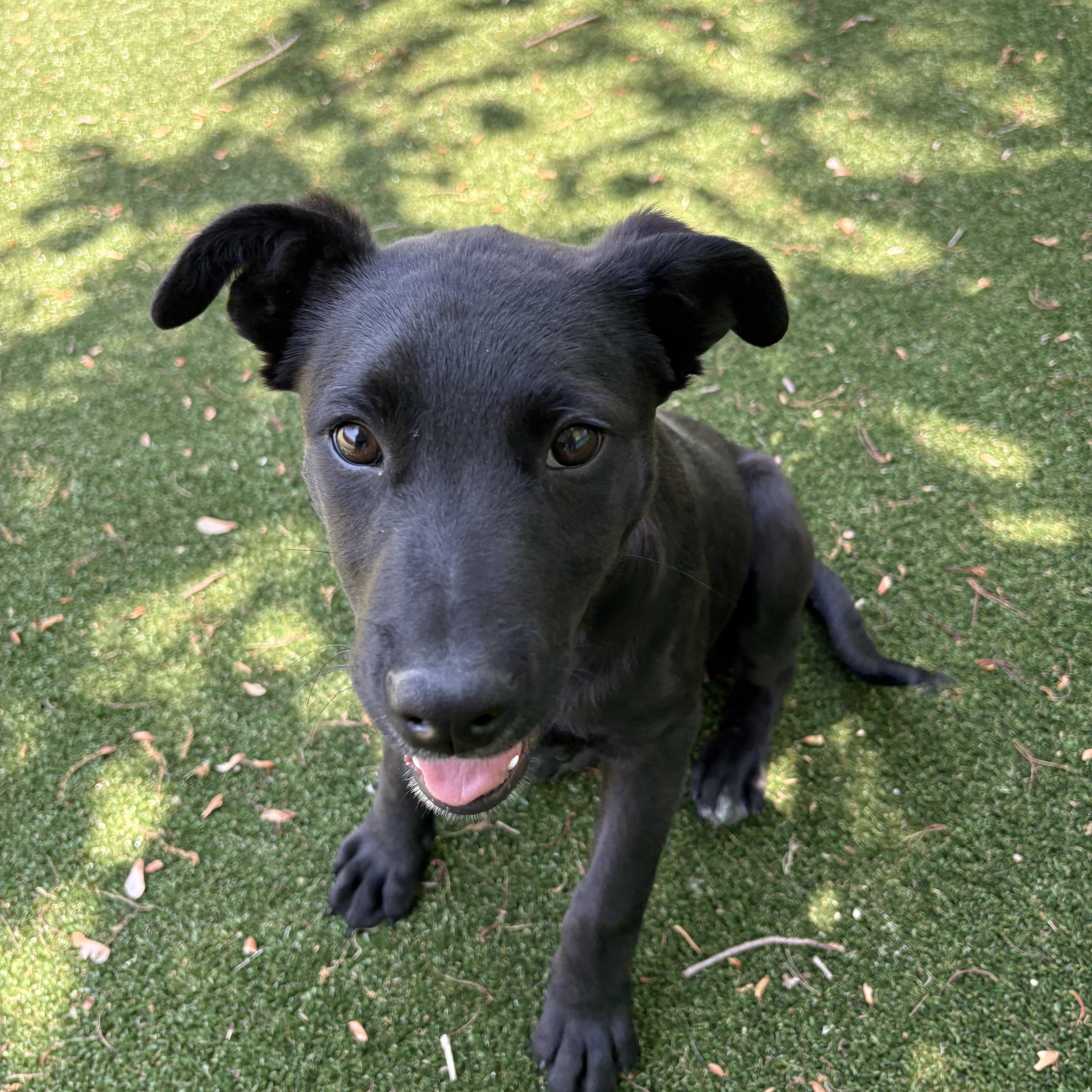Enlarge Buster, a ADOPTABLE mixed breed in Gallatin, TN image 2/5