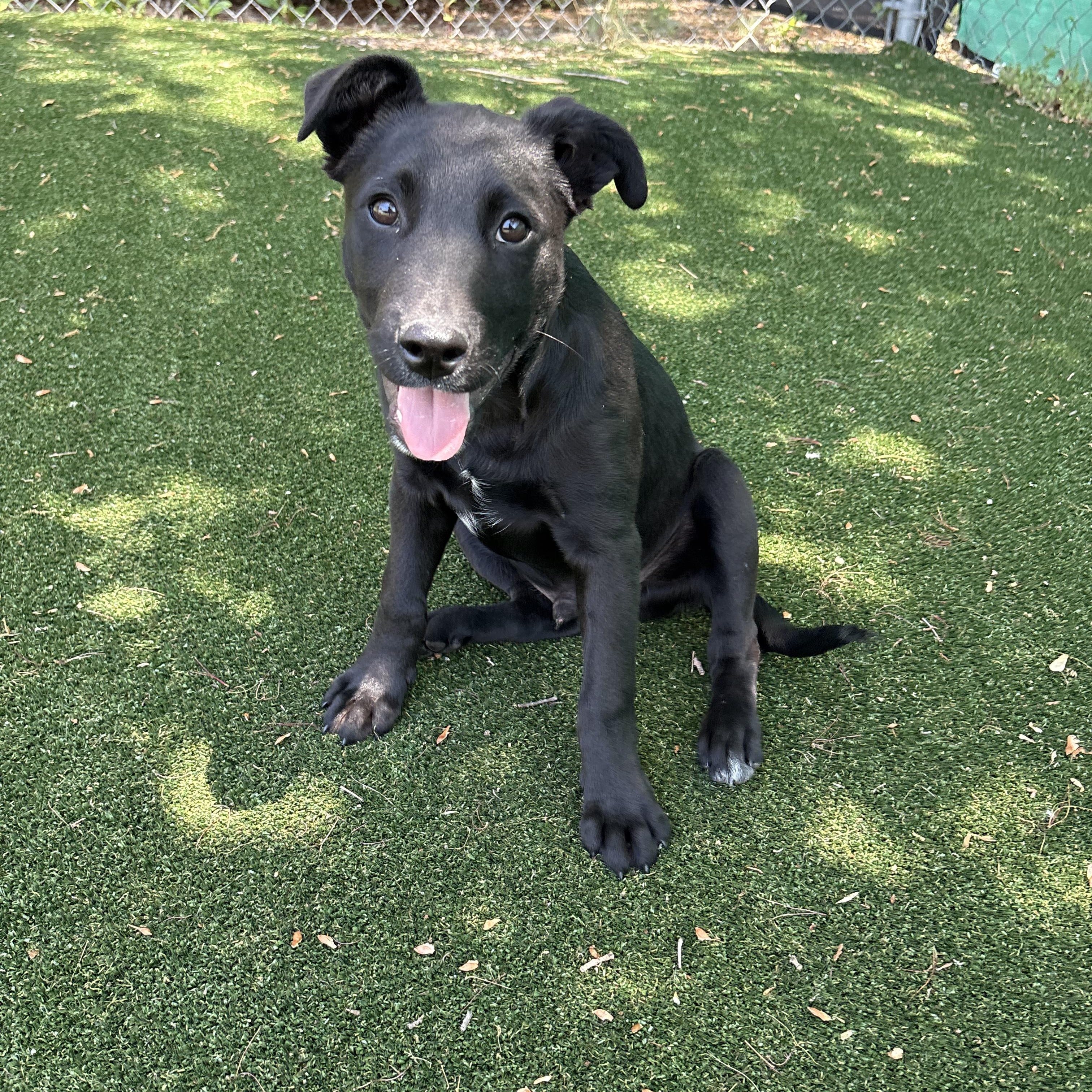 Buster, ADOPTABLE, Young Male Black Labrador Retriever.