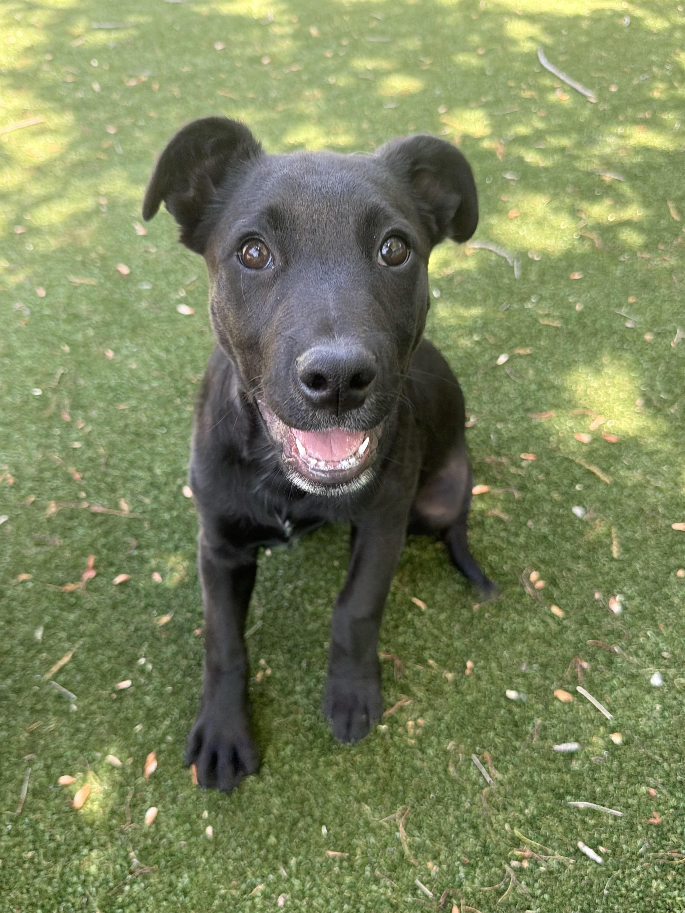 Enlarge Buster, a ADOPTABLE mixed breed in Gallatin, TN image 3/5
