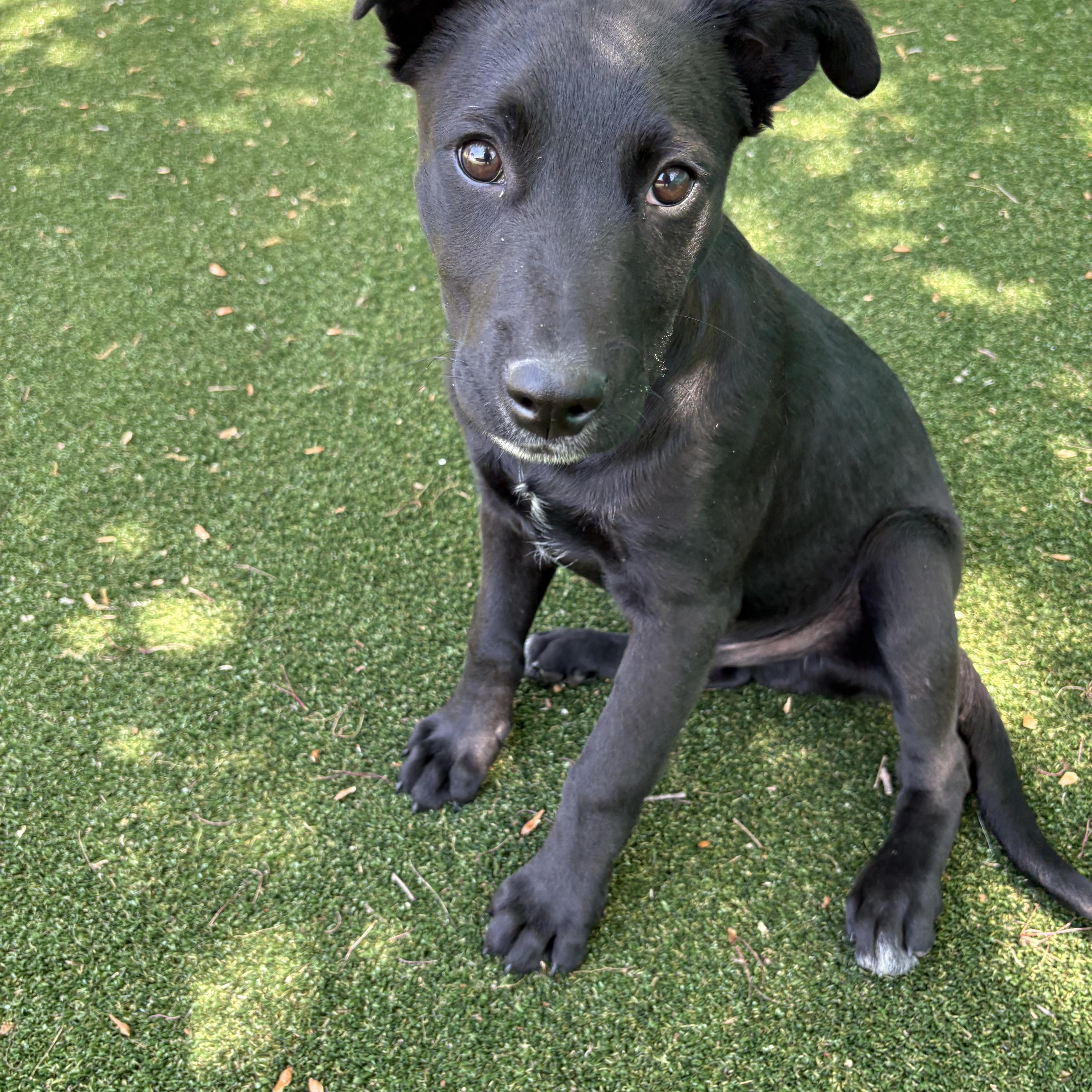 Enlarge Buster, a ADOPTABLE mixed breed in Gallatin, TN image 5/5