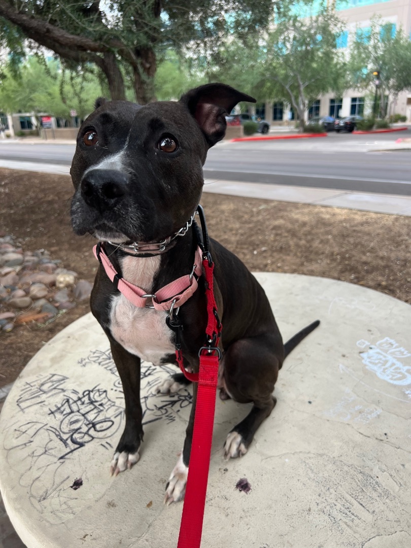 Minnie, Adopted, Young Female Pit Bull Terrier.