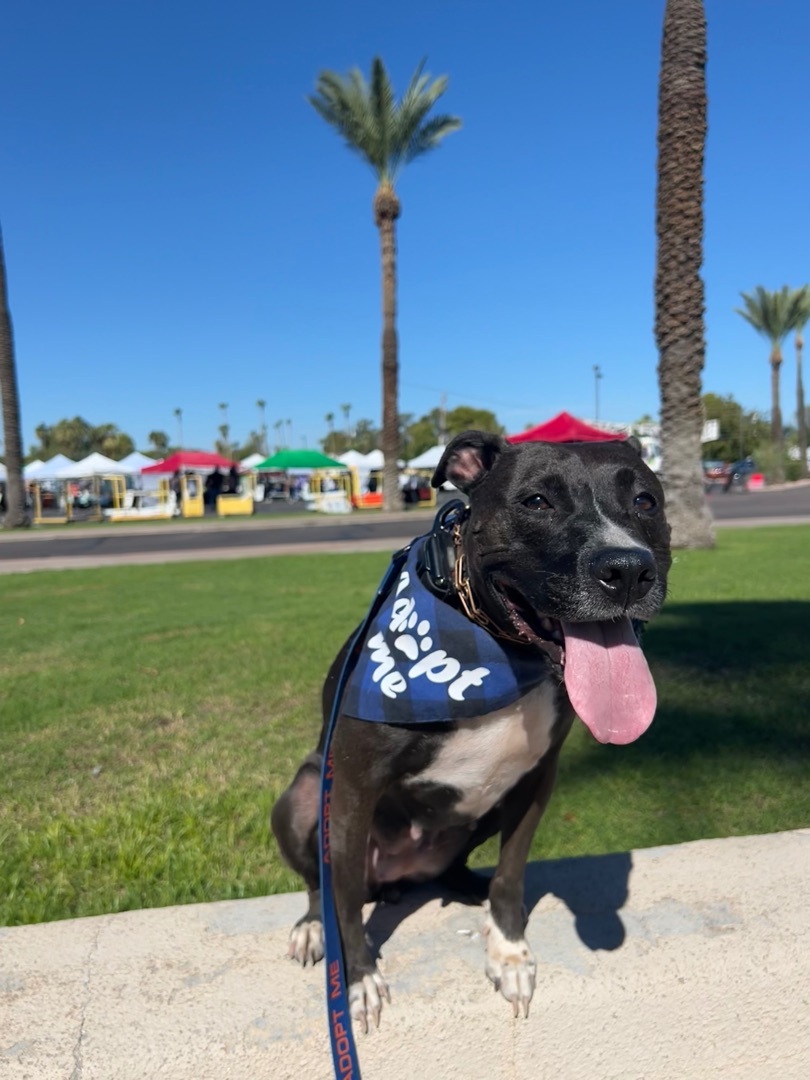 Minnie, a Adopted Pit Bull Terrier in Phoenix, AZ image 2/11