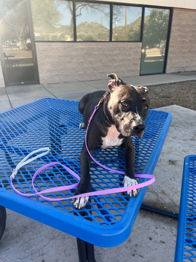Minnie, a Adopted Pit Bull Terrier in Phoenix, AZ image 3/11