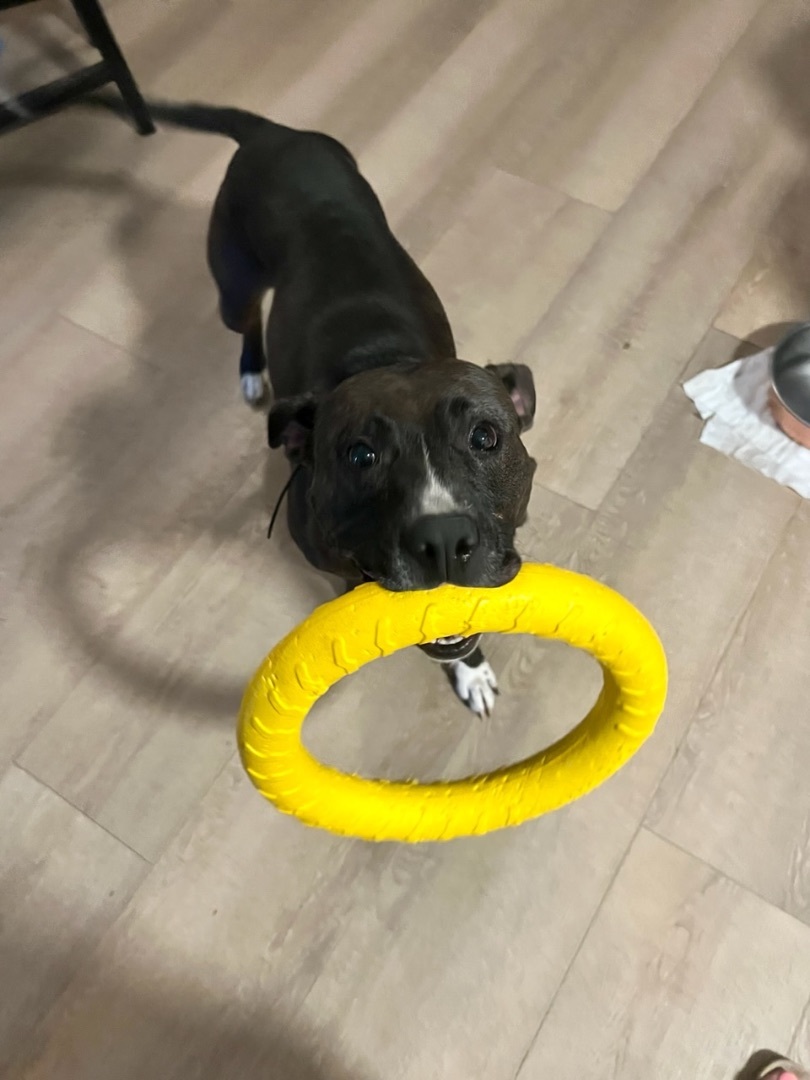 Minnie, a Adopted Pit Bull Terrier in Phoenix, AZ image 4/11