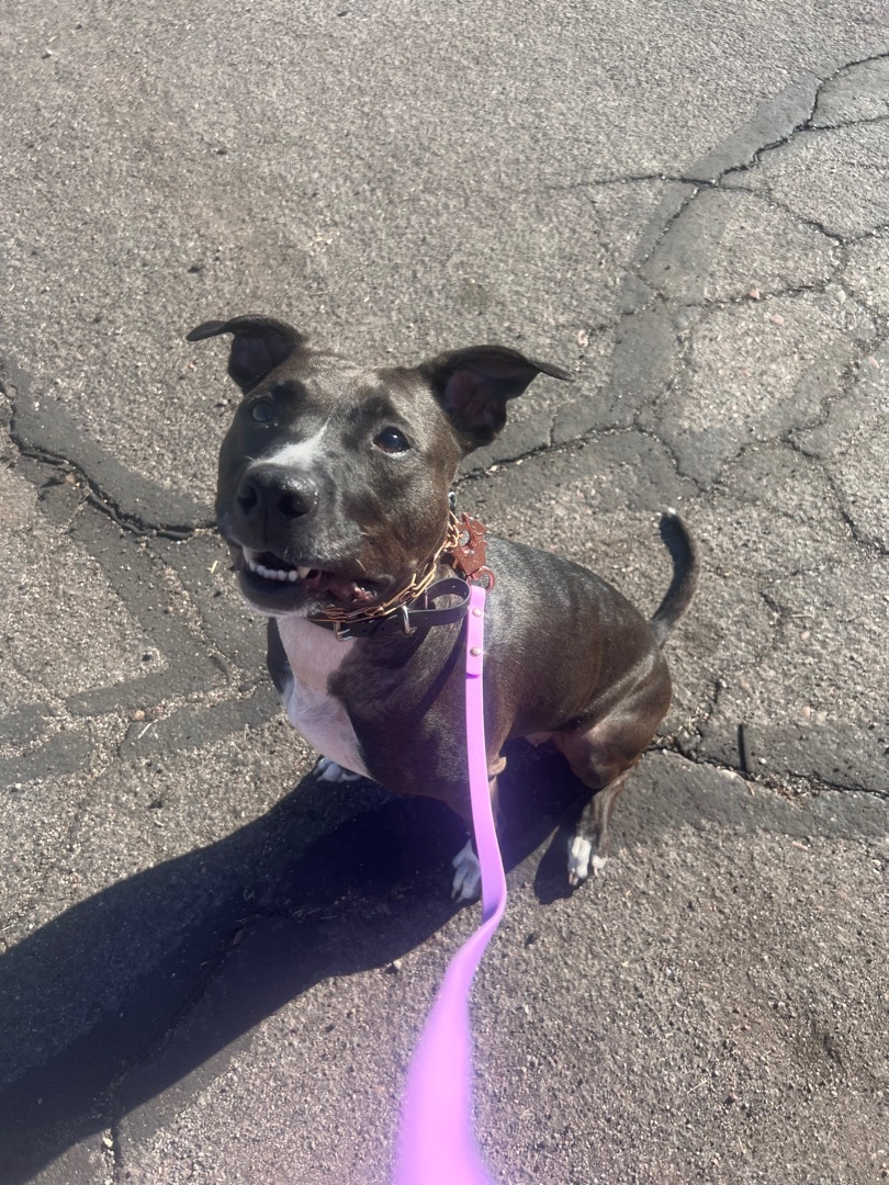 Minnie, a Adopted Pit Bull Terrier in Phoenix, AZ image 5/11