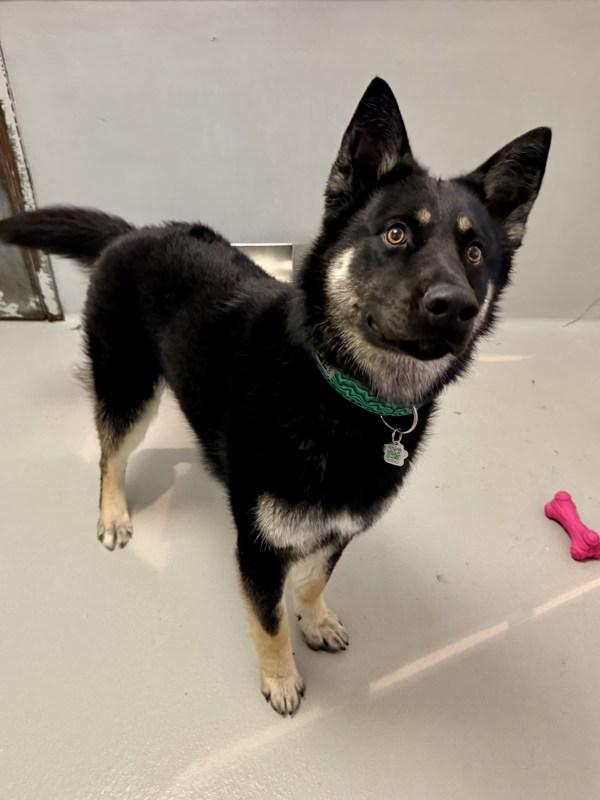 Enlarge Gunnar, a Adoptable mixed breed in Winnipeg, MB image 1/1