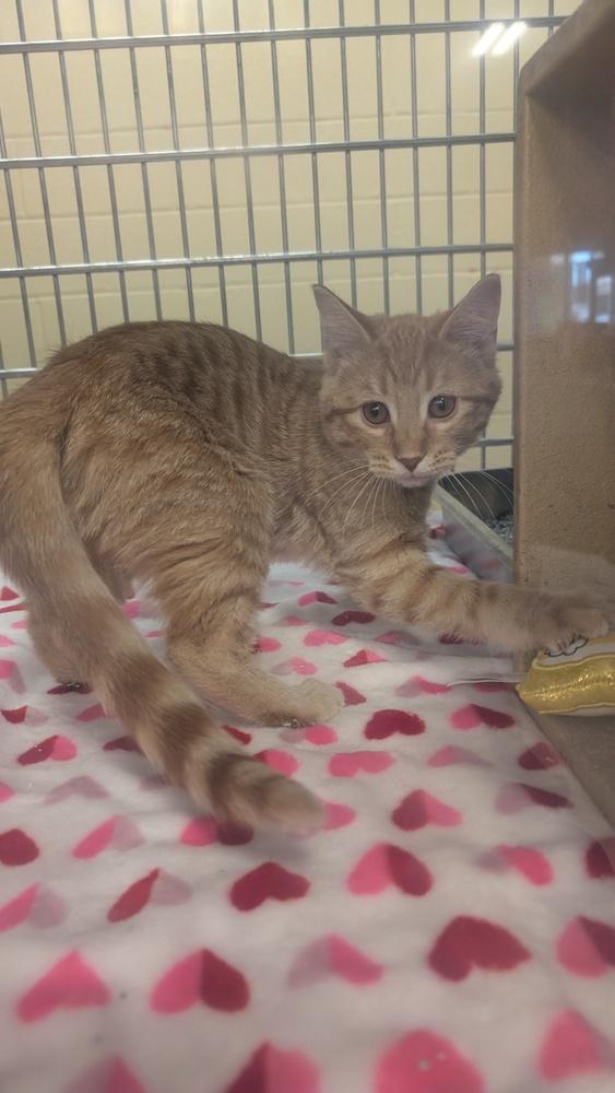 Thomas, Adoptable, Kitten Male Domestic Short Hair.