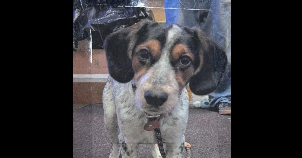 Enlarge Jack Freeport, a Adoptable mixed breed in Westbury, NY image 1/1