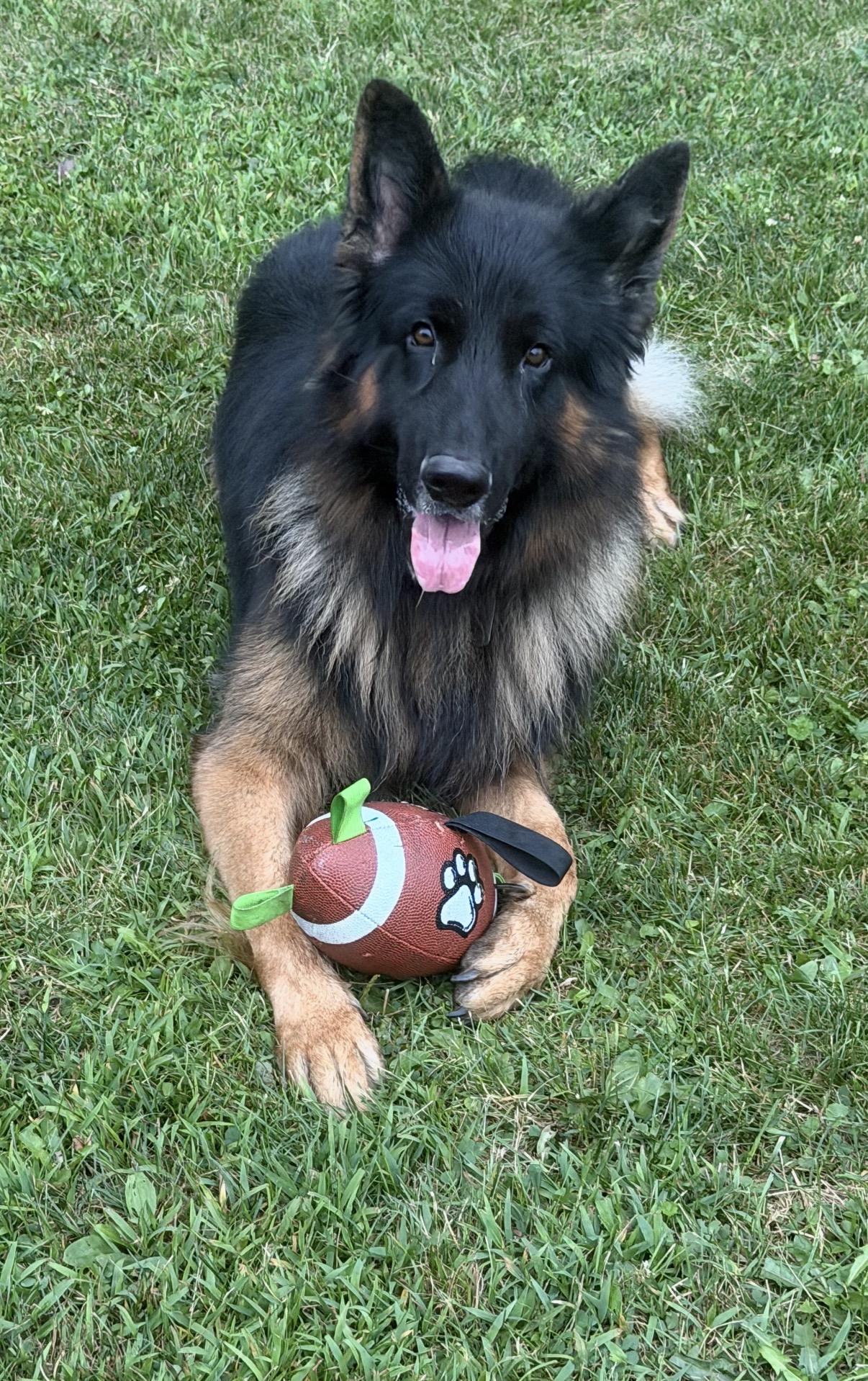 Bruno, Adoptable, Young Male German Shepherd Dog.