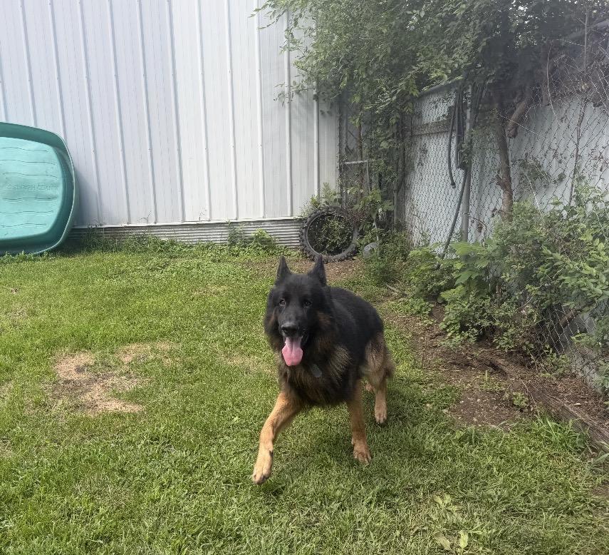Enlarge Bruno, a Adoptable German Shepherd Dog in Rockford, IL image 4/4