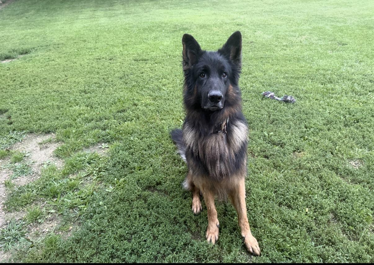 Enlarge Bruno, a Adoptable German Shepherd Dog in Rockford, IL image 3/4