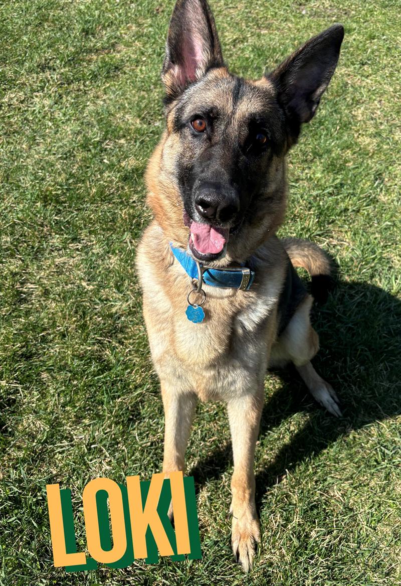 Enlarge Loki, an adopted German Shepherd Dog in Nevada, IA image 1/1