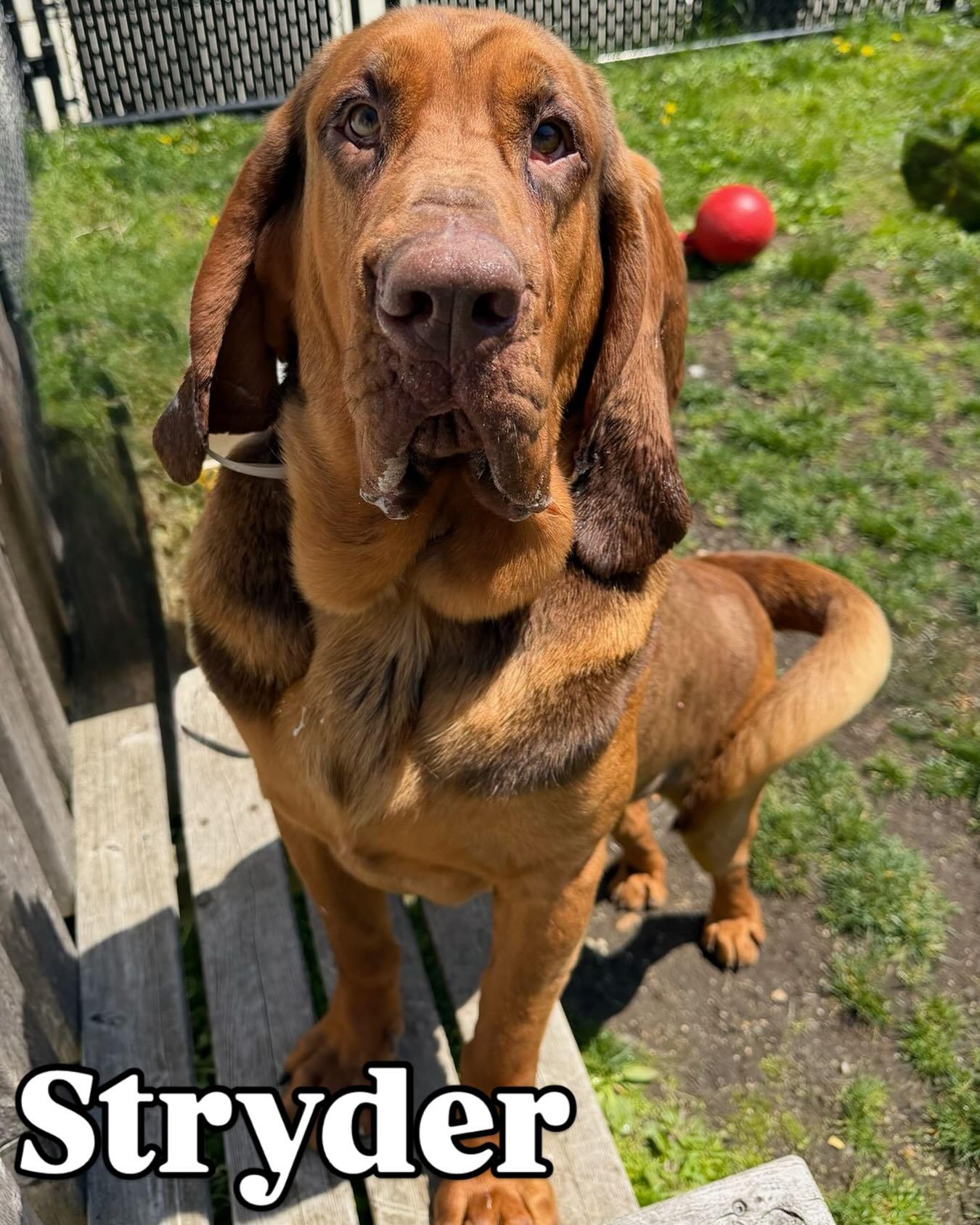 Styder Tag 449, ADOPTABLE, Young Male Bloodhound.