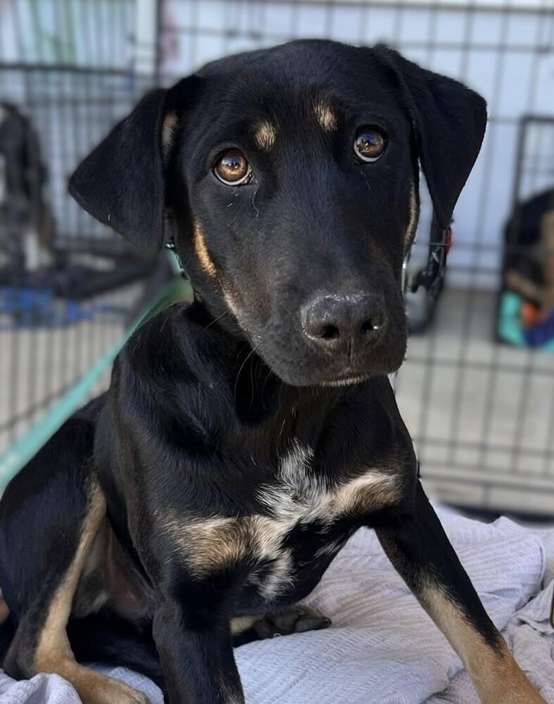 Ralphie, Adoptable, Puppy Male Mixed Breed.
