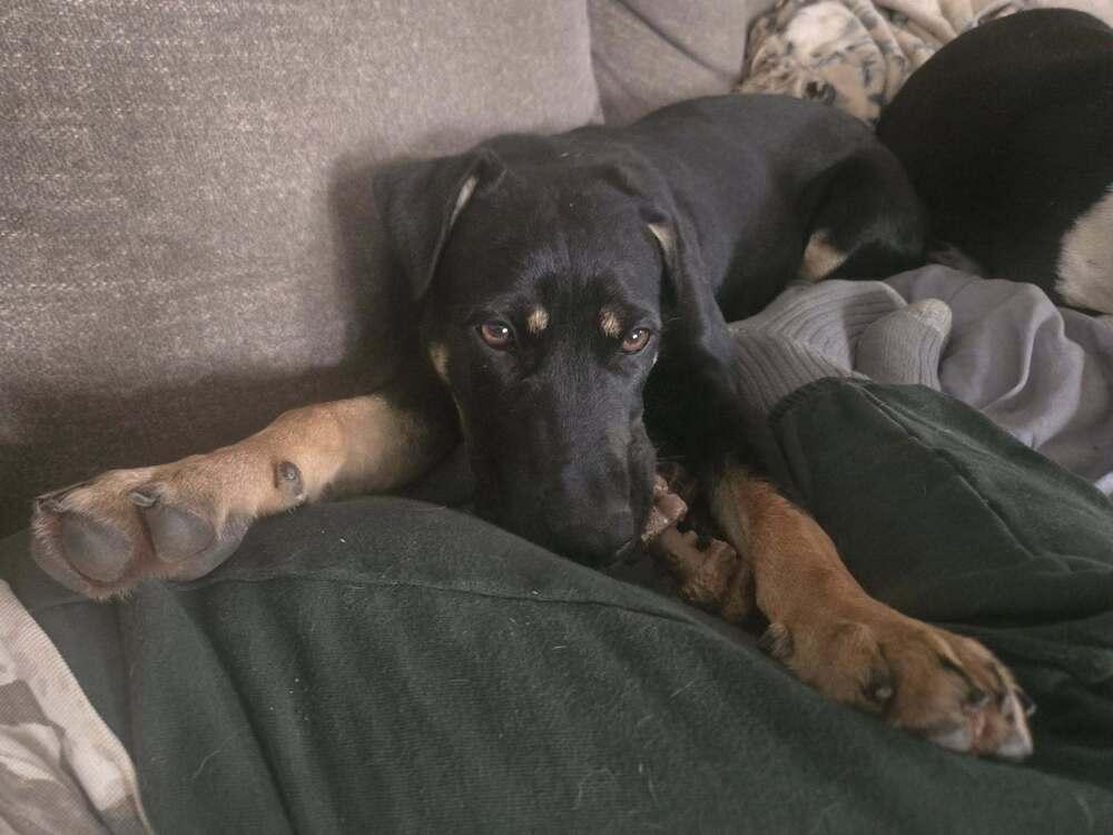 Enlarge Ralphie, a Adoptable mixed breed in Acworth, GA image 2/3