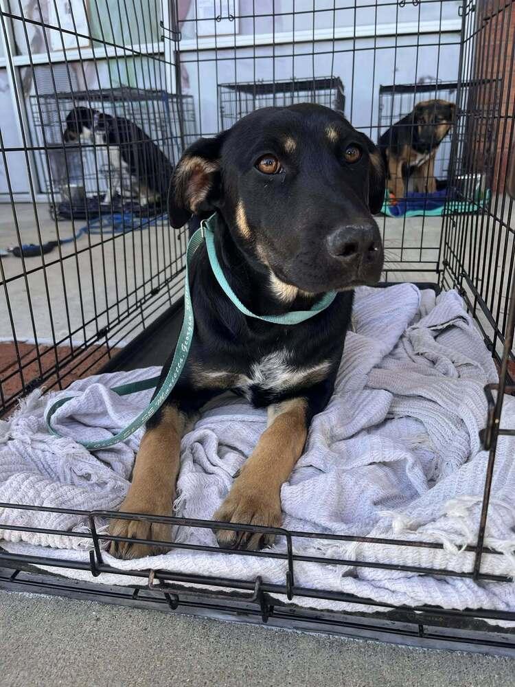 Enlarge Ralphie, a Adoptable mixed breed in Acworth, GA image 3/3