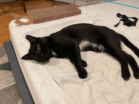 Enlarge Astor, a Adoptable Domestic Short Hair in East Orange, NJ image 2/6