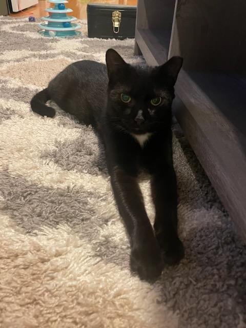 Enlarge Astor, a Adoptable Domestic Short Hair in East Orange, NJ image 4/6