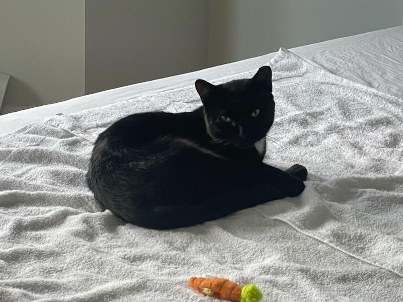 Enlarge Astor, a Adoptable Domestic Short Hair in East Orange, NJ image 5/6