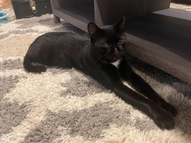 Enlarge Astor, a Adoptable Domestic Short Hair in East Orange, NJ image 6/6