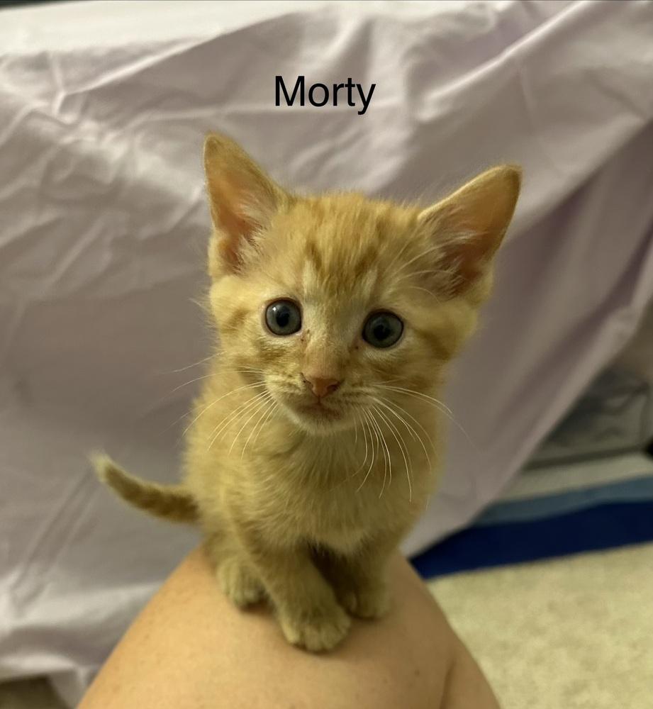 Enlarge Morty (Yankee Litter), a Adopted Domestic Short Hair in Telford, PA image 1/1