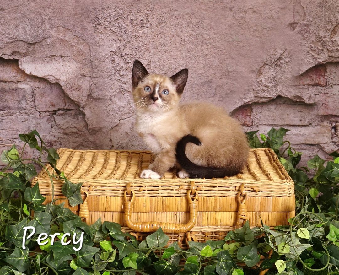 Percy , Adopted, Kitten Male American Shorthair & Siamese.